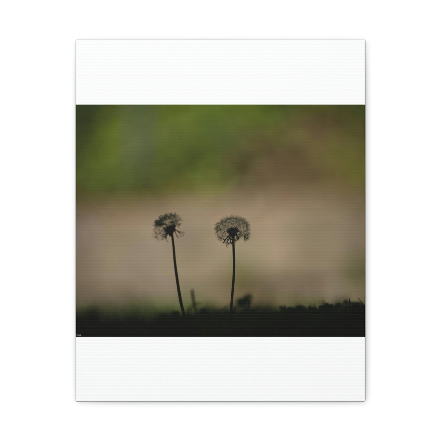 Dandelions Opposing Part 1 Canvas