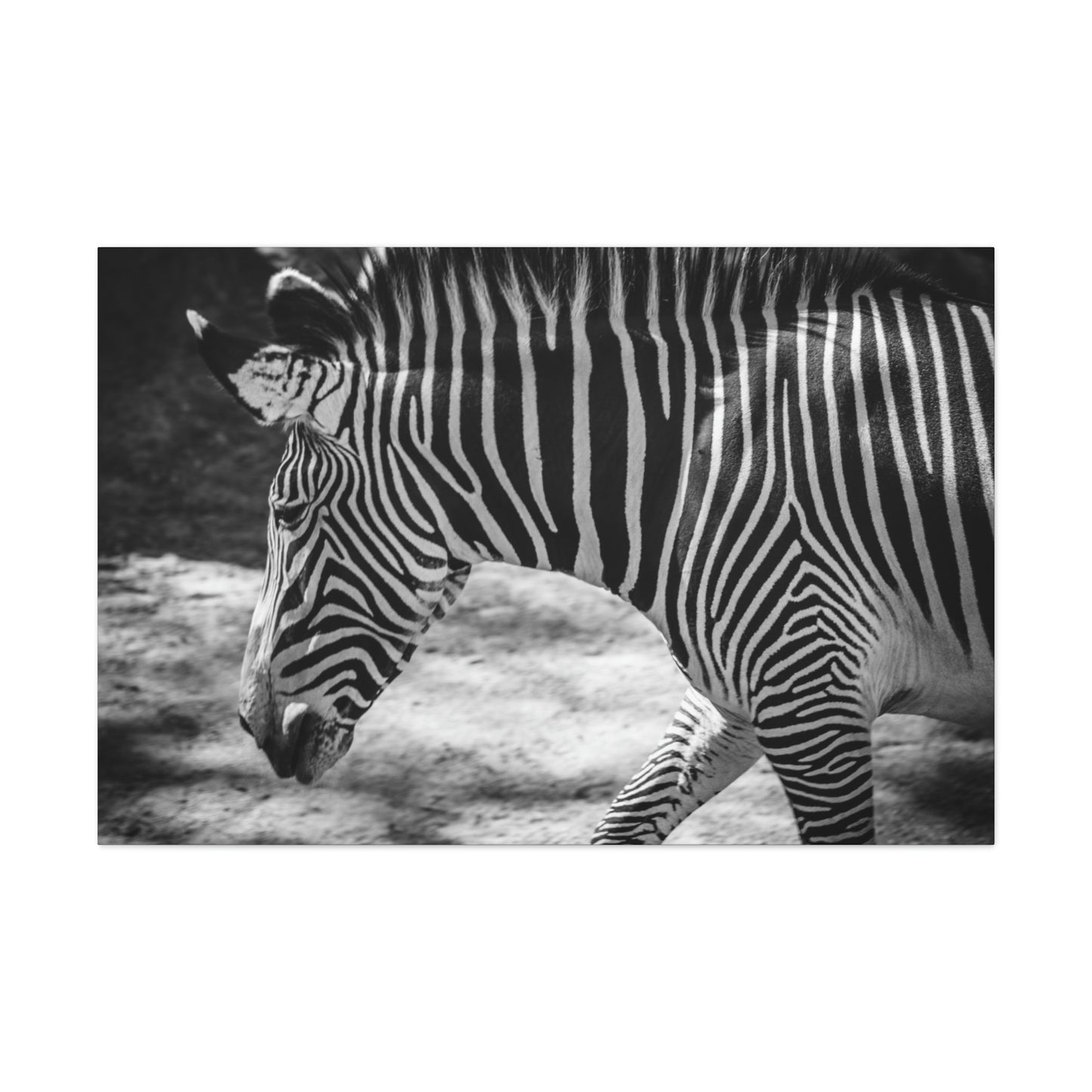 Zebra Bowing Canvas