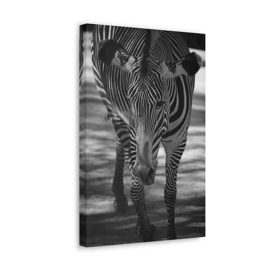 Zebra Walking Canvas