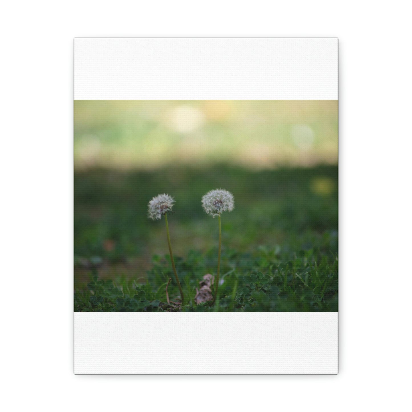 Dandelions Opposing Part 2 Canvas