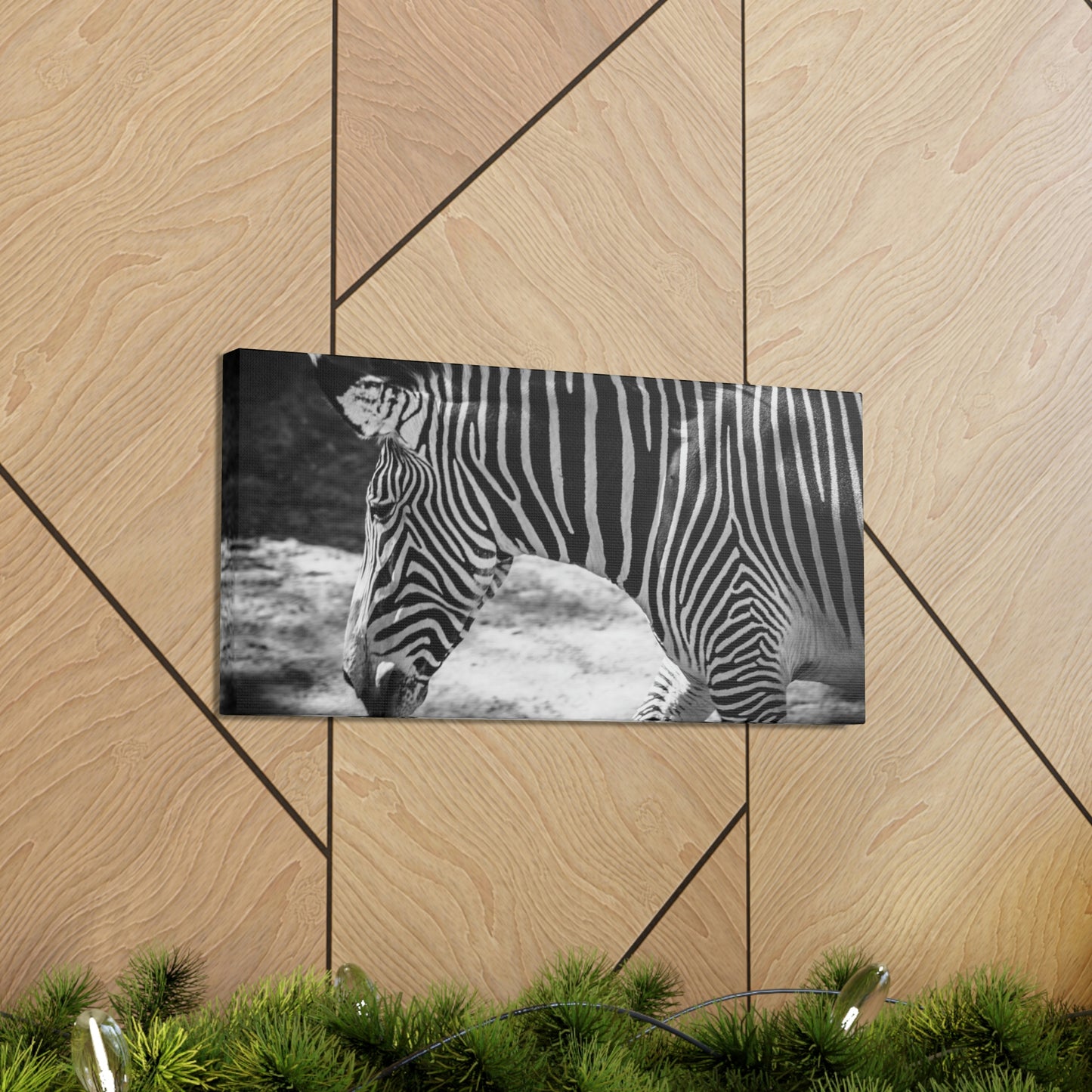 Zebra Bowing Canvas