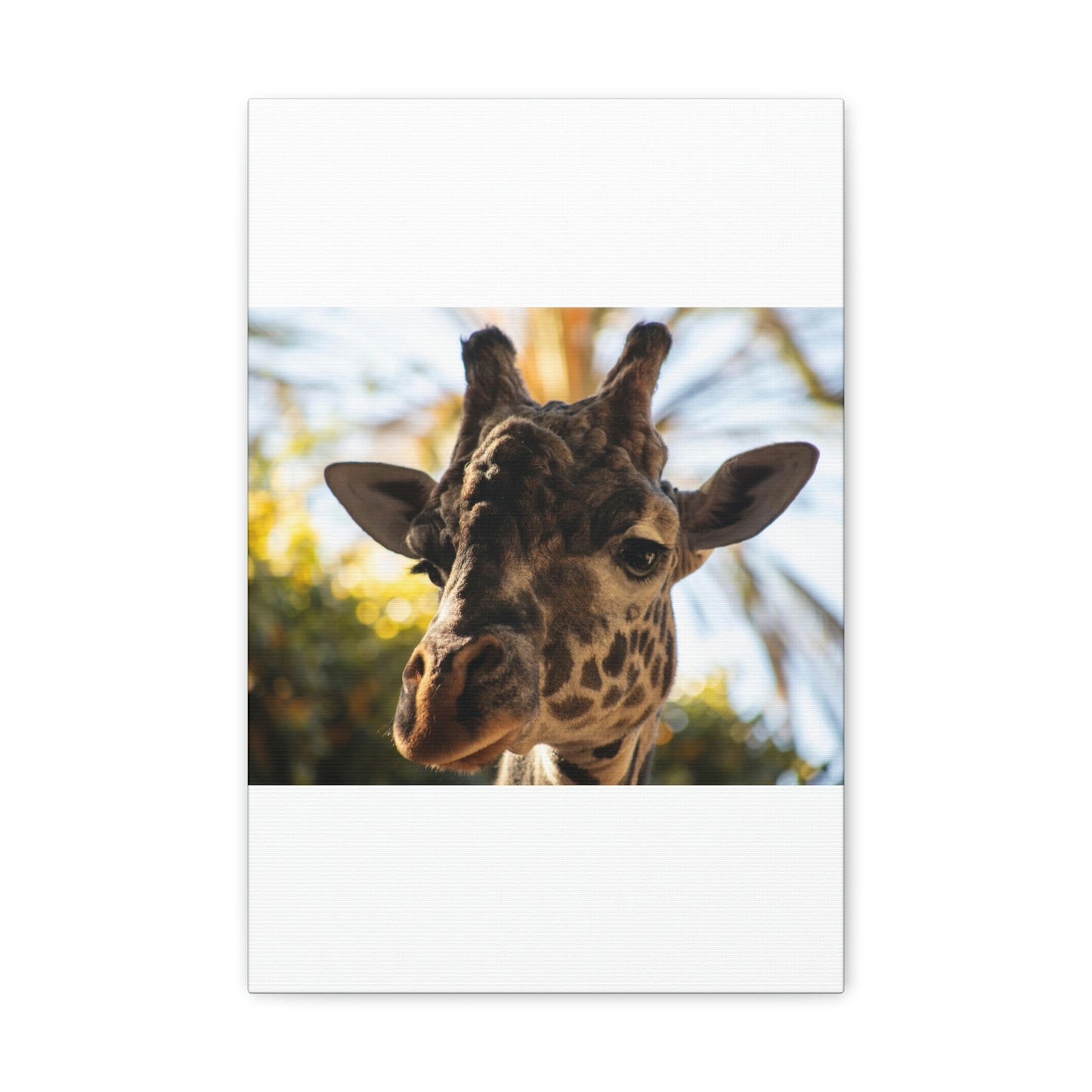 The Giraffe Says Hello Canvas