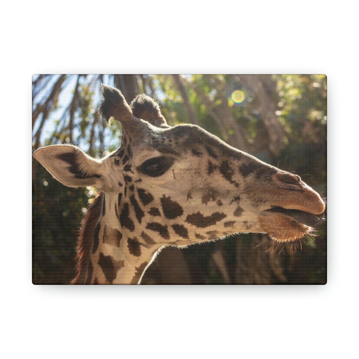 Smiling Giraffe Canvas