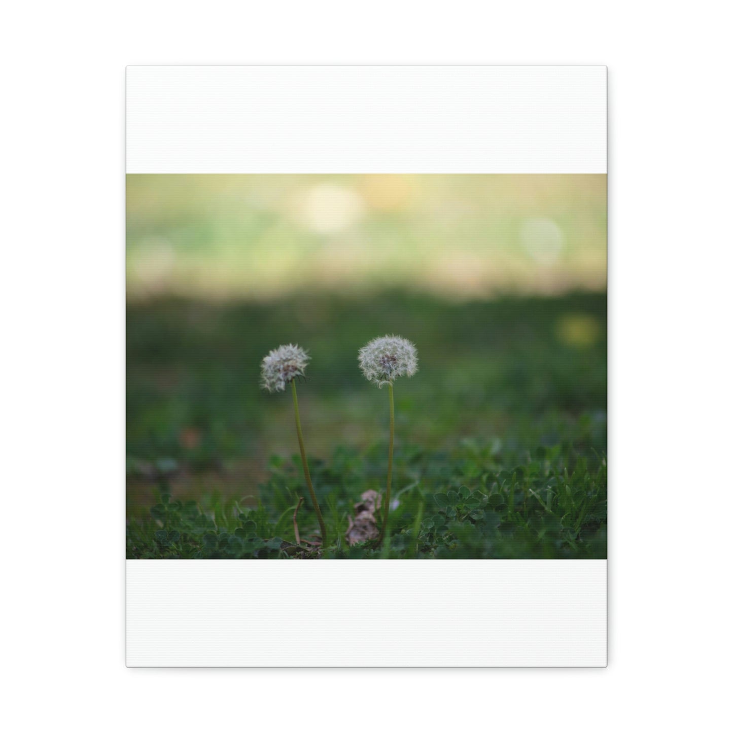 Dandelions Opposing Part 2 Canvas