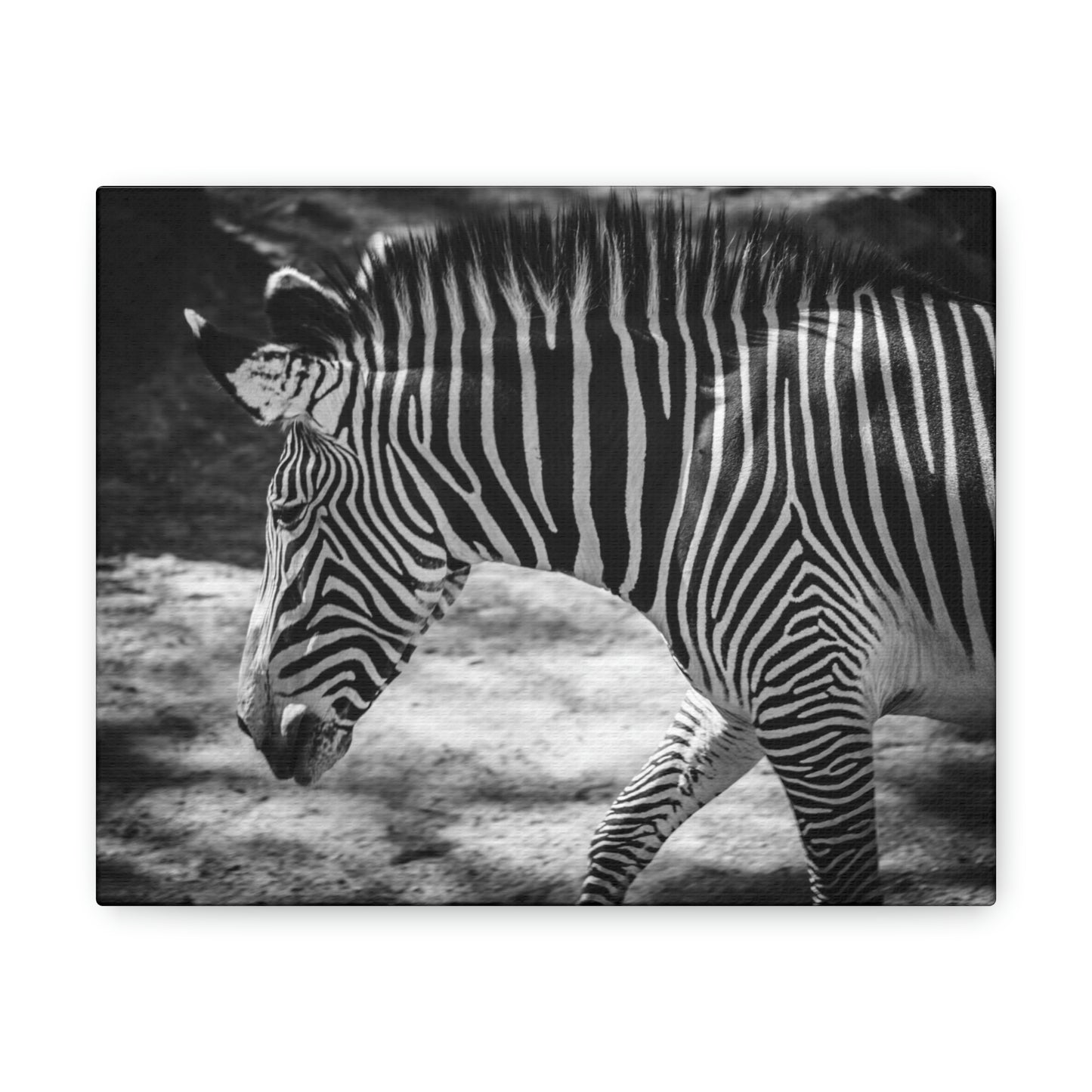 Zebra Bowing Canvas