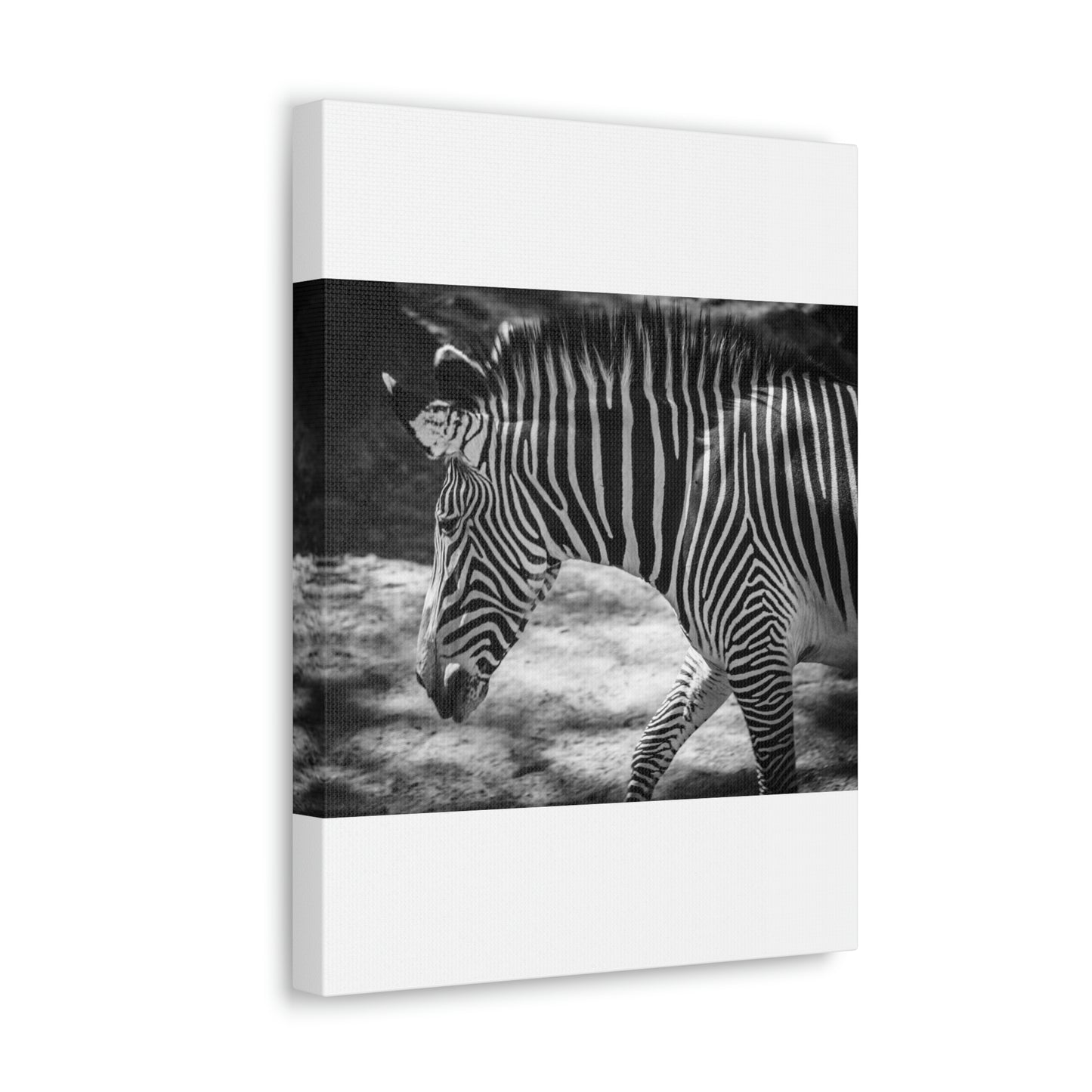 Zebra Bowing Canvas