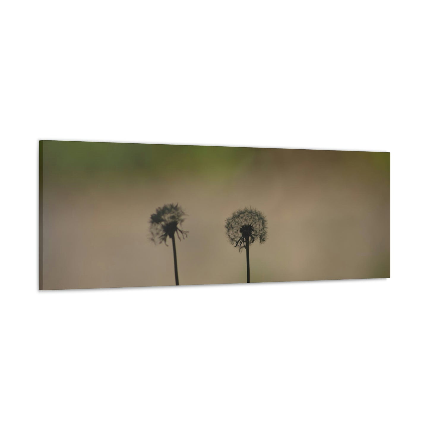 Dandelions Opposing Part 1 Canvas