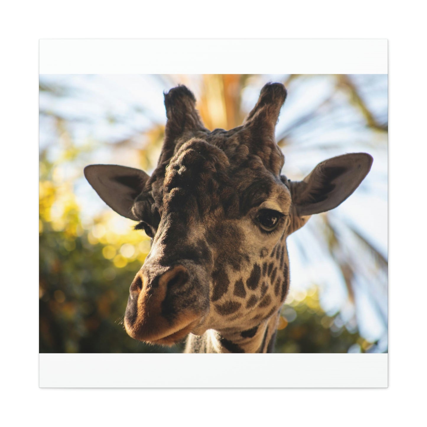 The Giraffe Says Hello Canvas