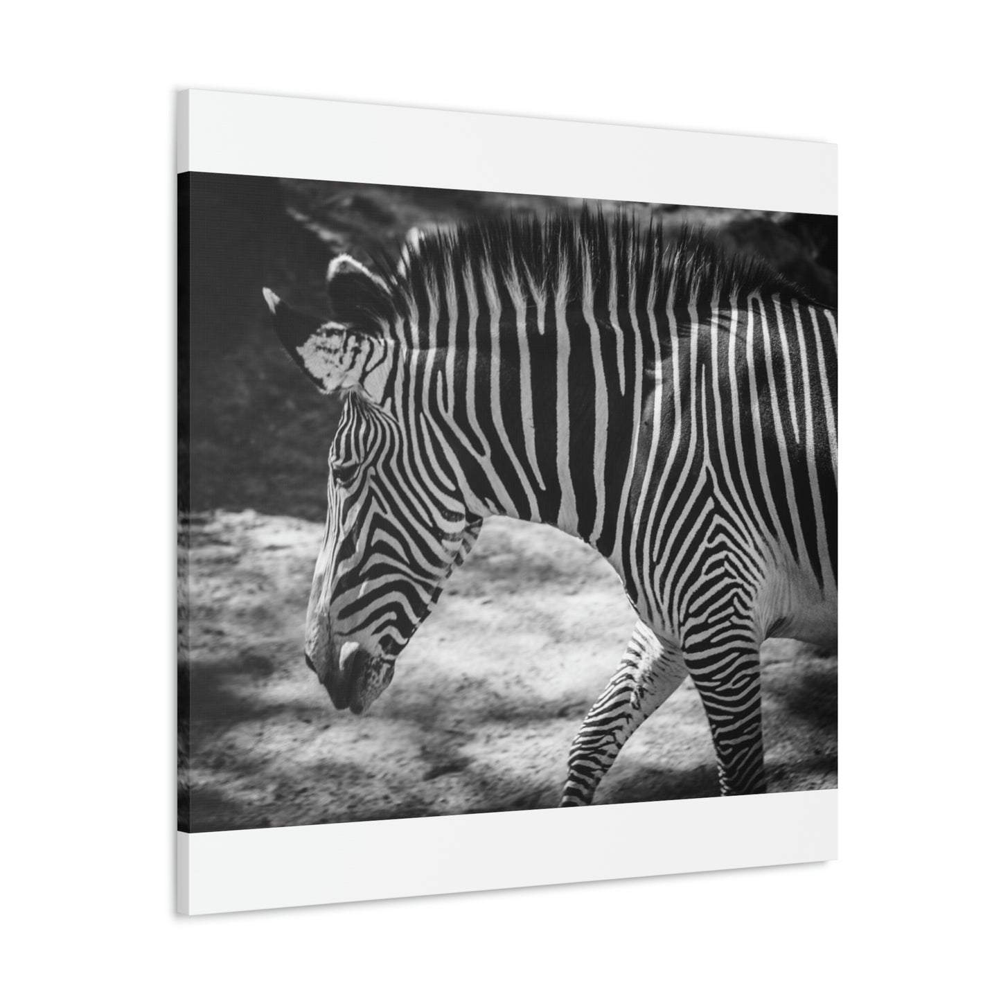 Zebra Bowing Canvas