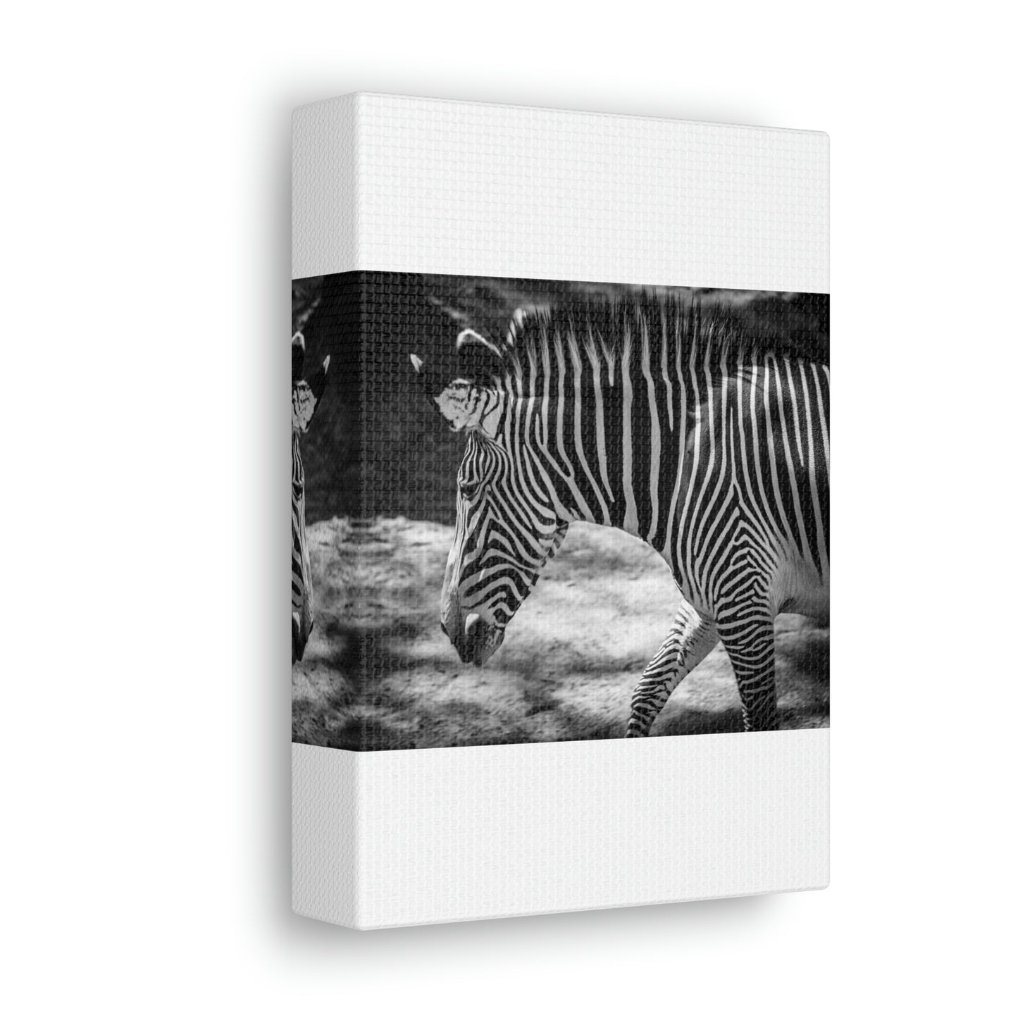 Zebra Bowing Canvas