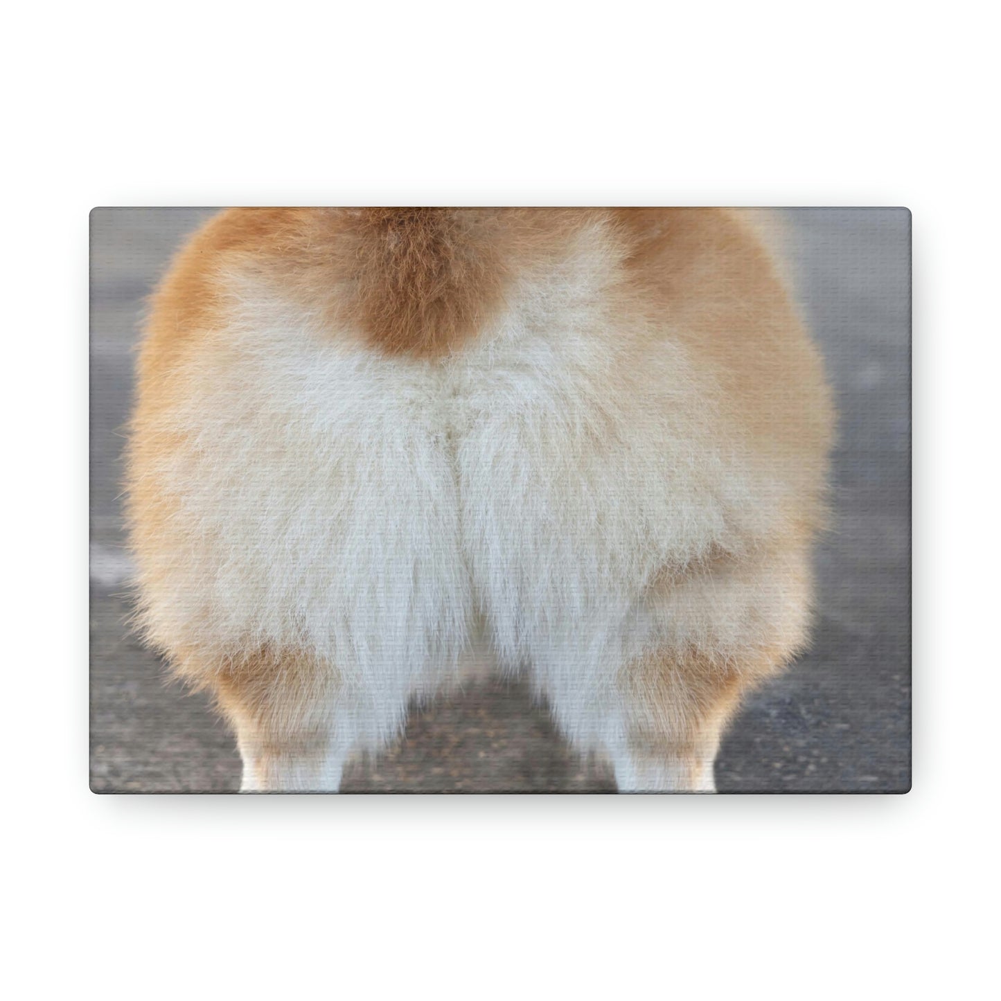 Corgi Butt Canvas