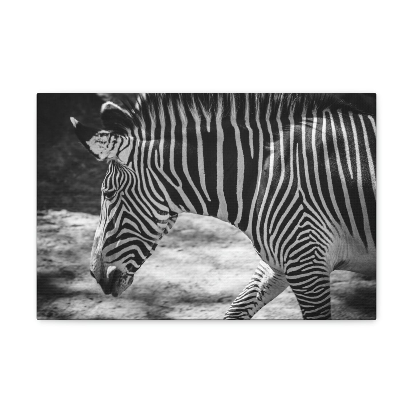 Zebra Bowing Canvas