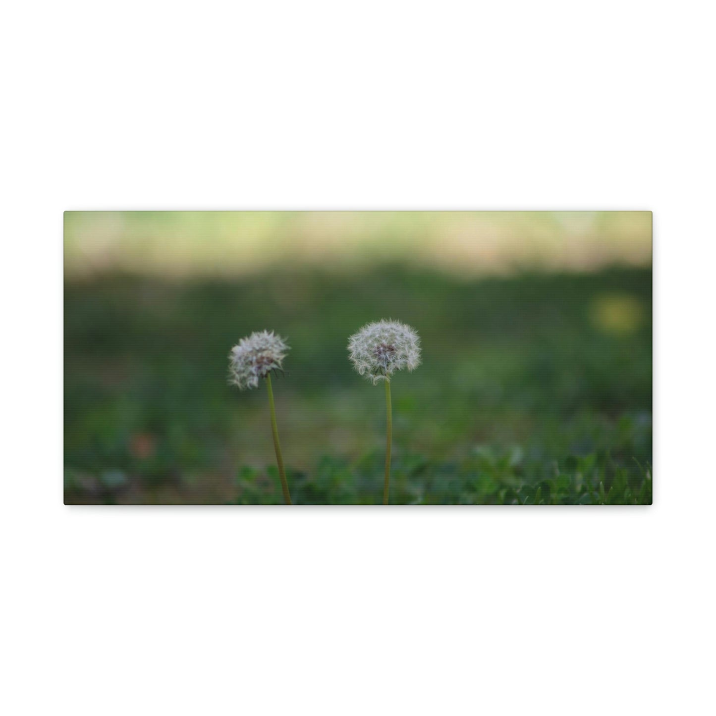 Dandelions Opposing Part 2 Canvas