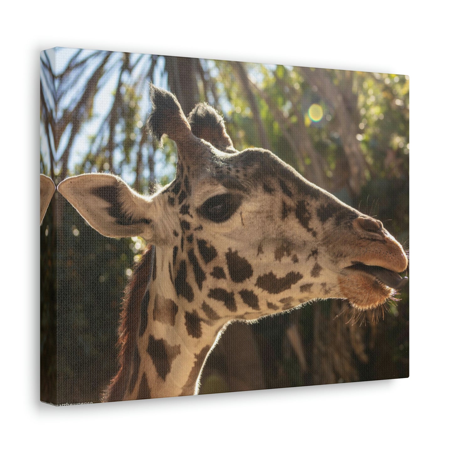 Smiling Giraffe Canvas