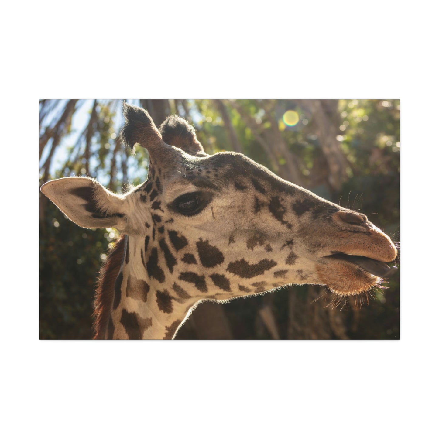 Smiling Giraffe Canvas