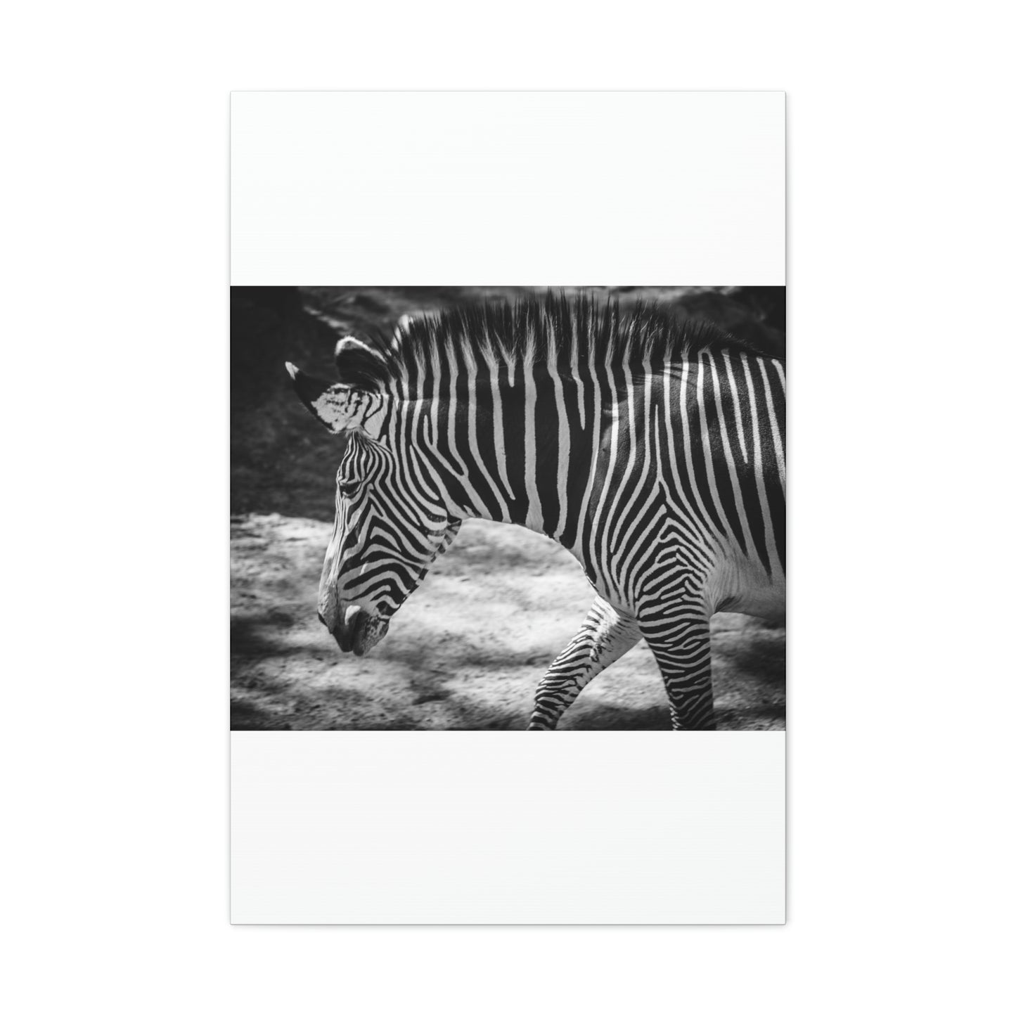 Zebra Bowing Canvas