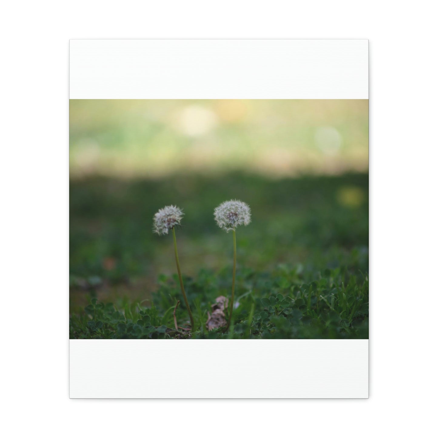 Dandelions Opposing Part 2 Canvas