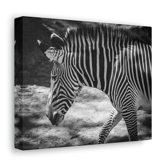 Zebra Bowing Canvas