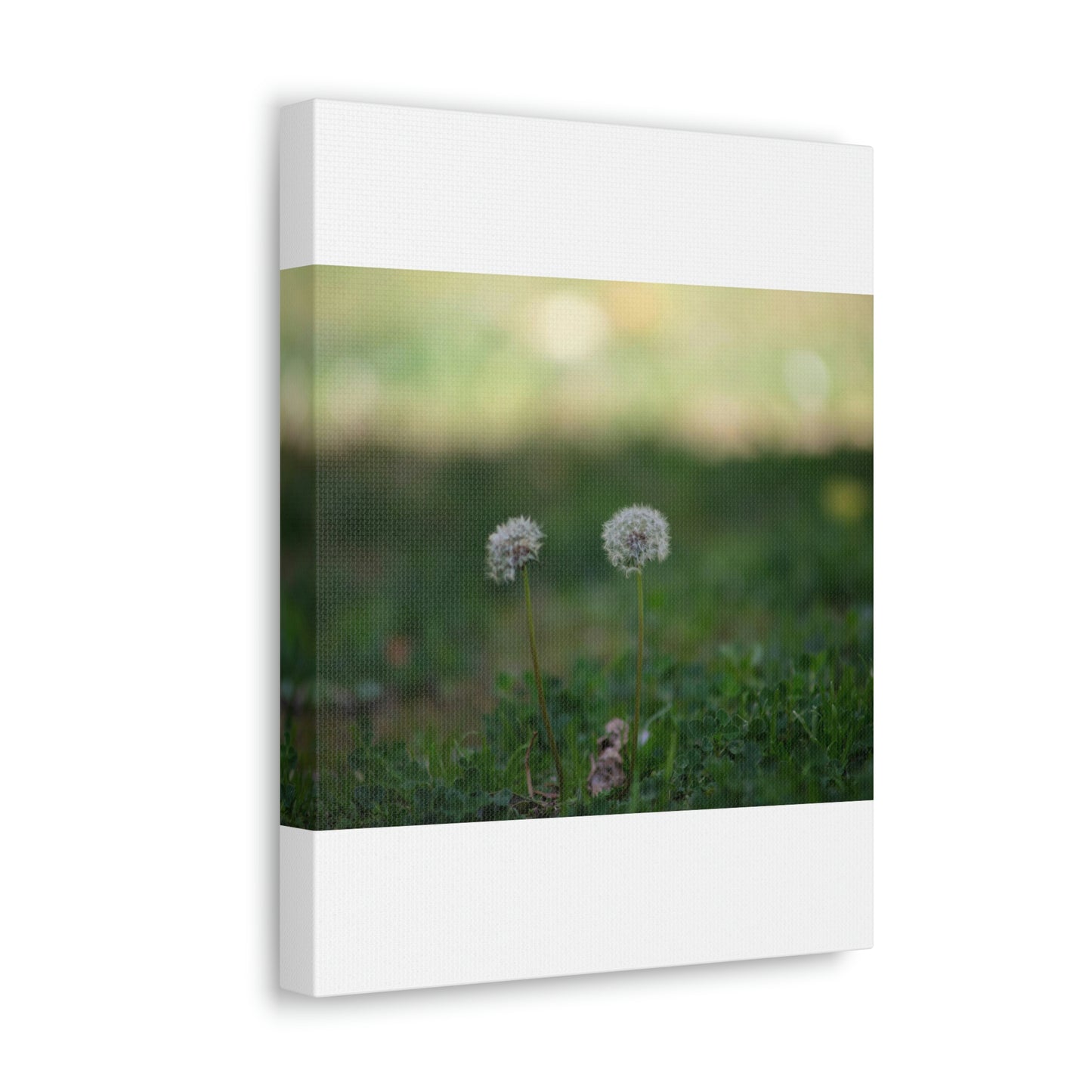 Dandelions Opposing Part 2 Canvas