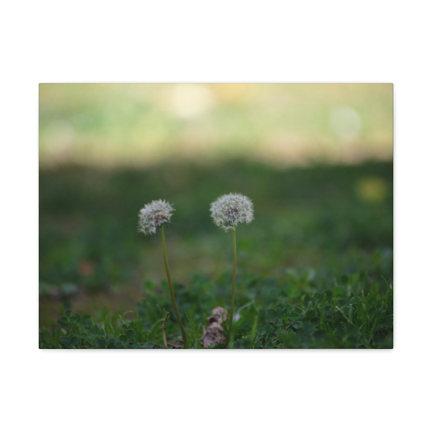 Dandelions Opposing Part 2 Canvas