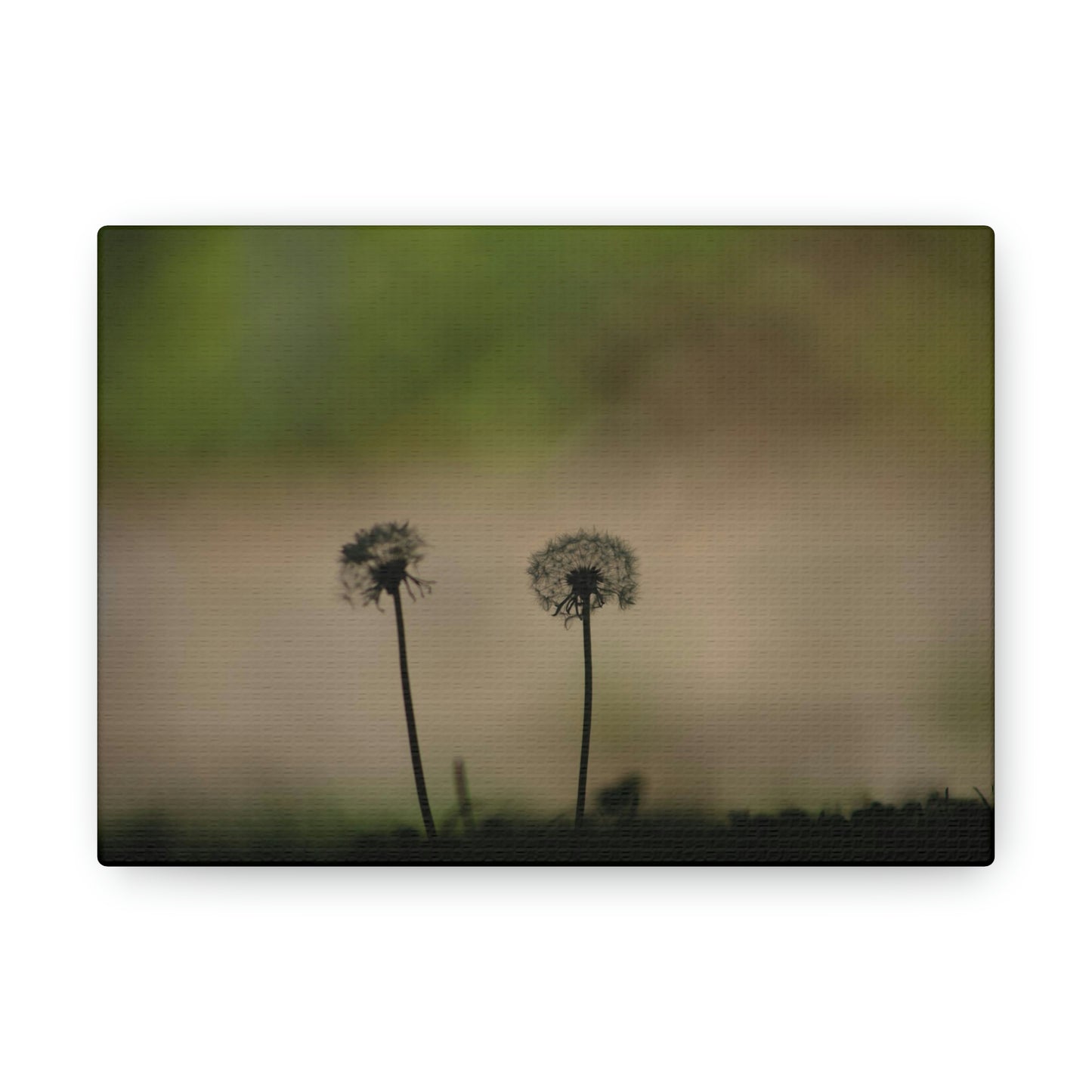 Dandelions Opposing Part 1 Canvas