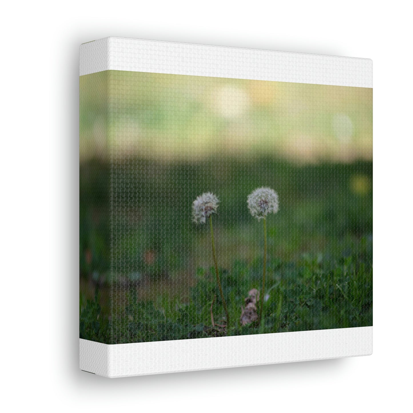 Dandelions Opposing Part 2 Canvas