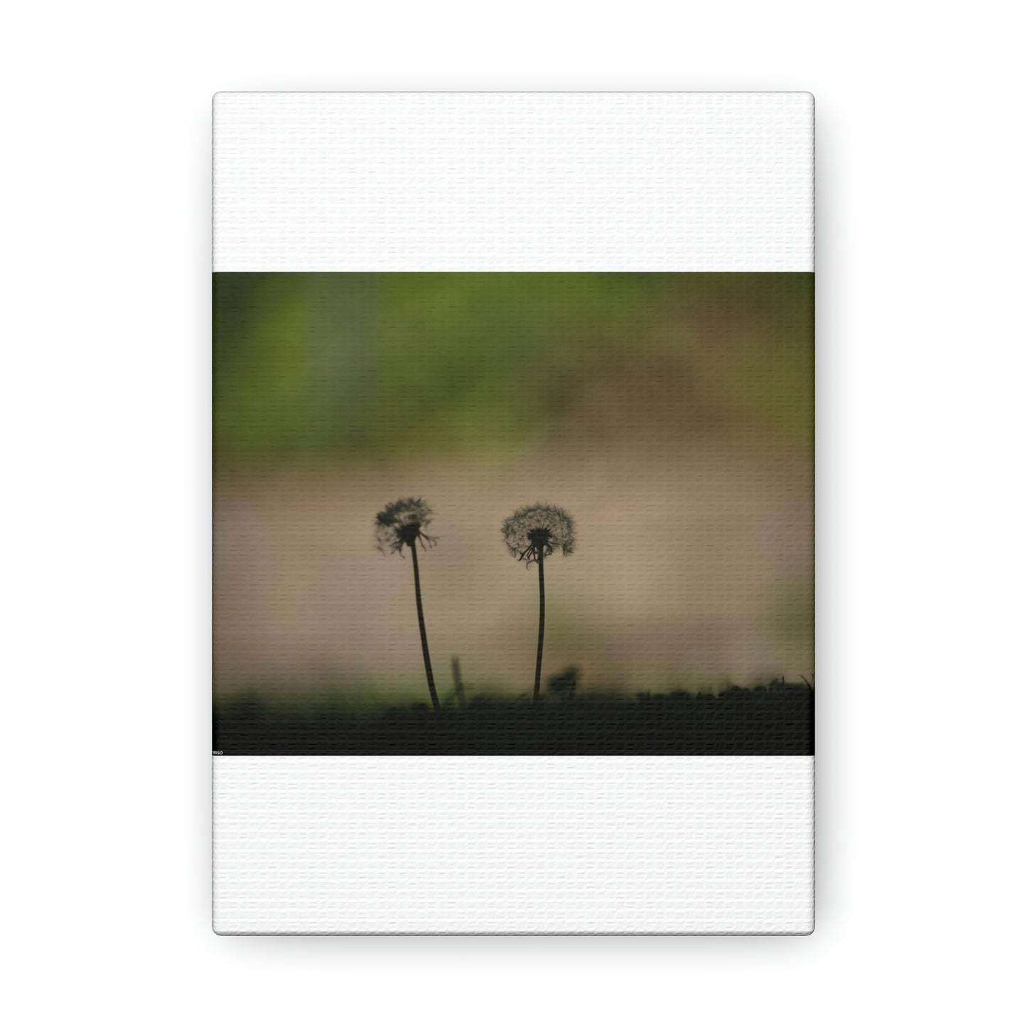 Dandelions Opposing Part 1 Canvas