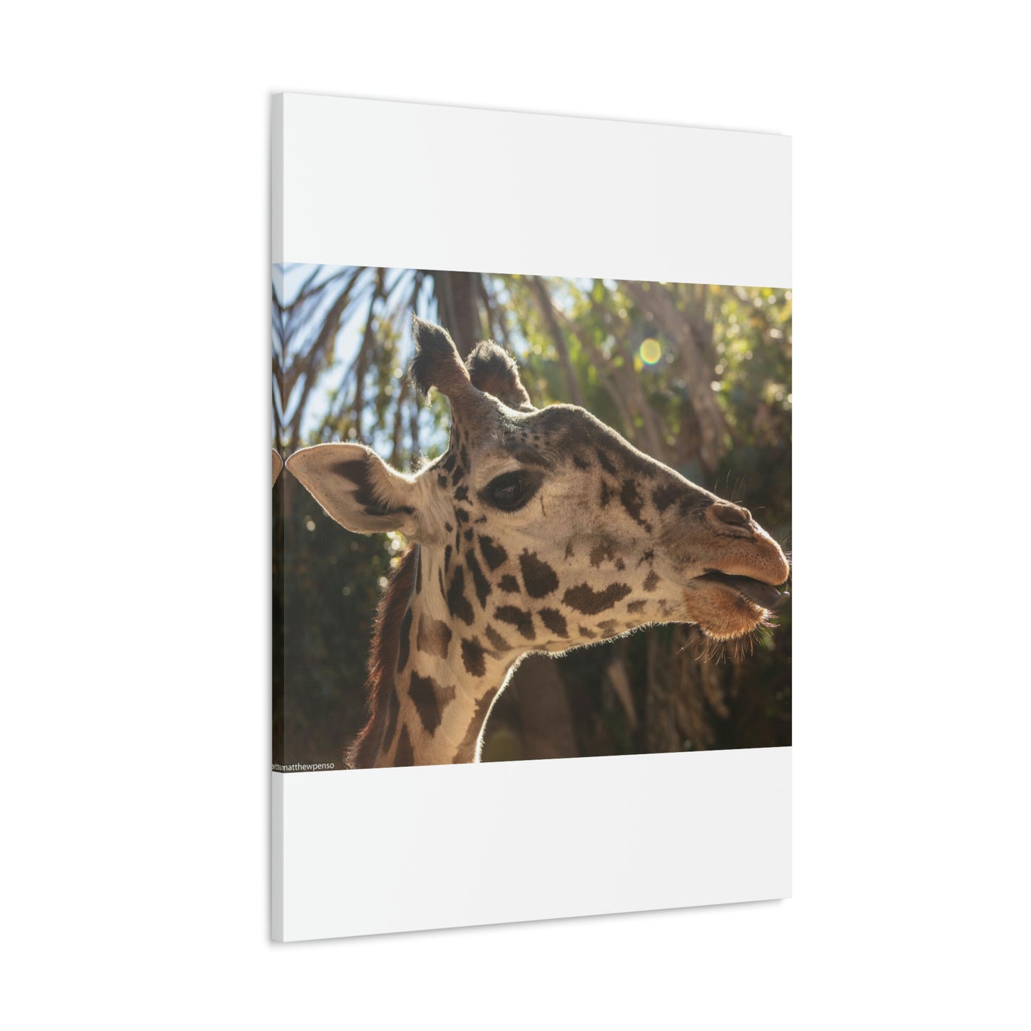 Smiling Giraffe Canvas