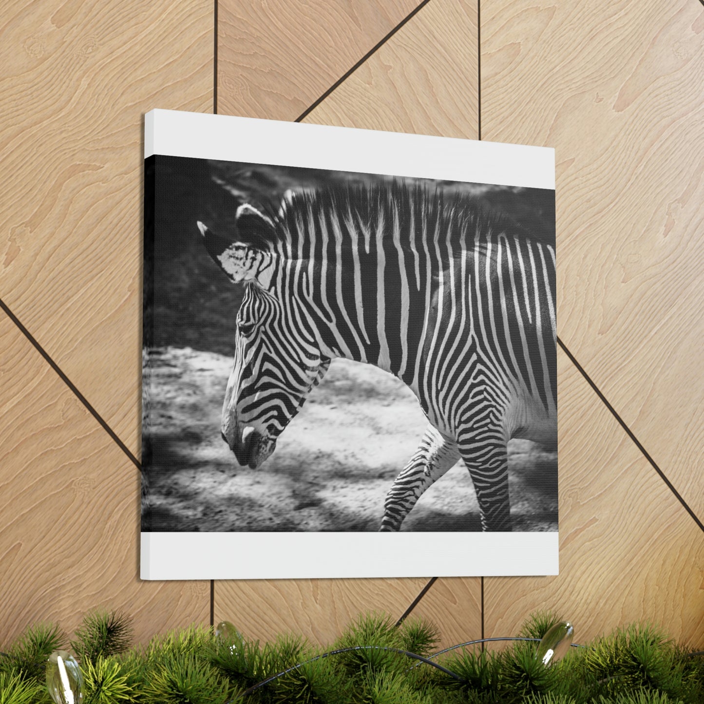 Zebra Bowing Canvas