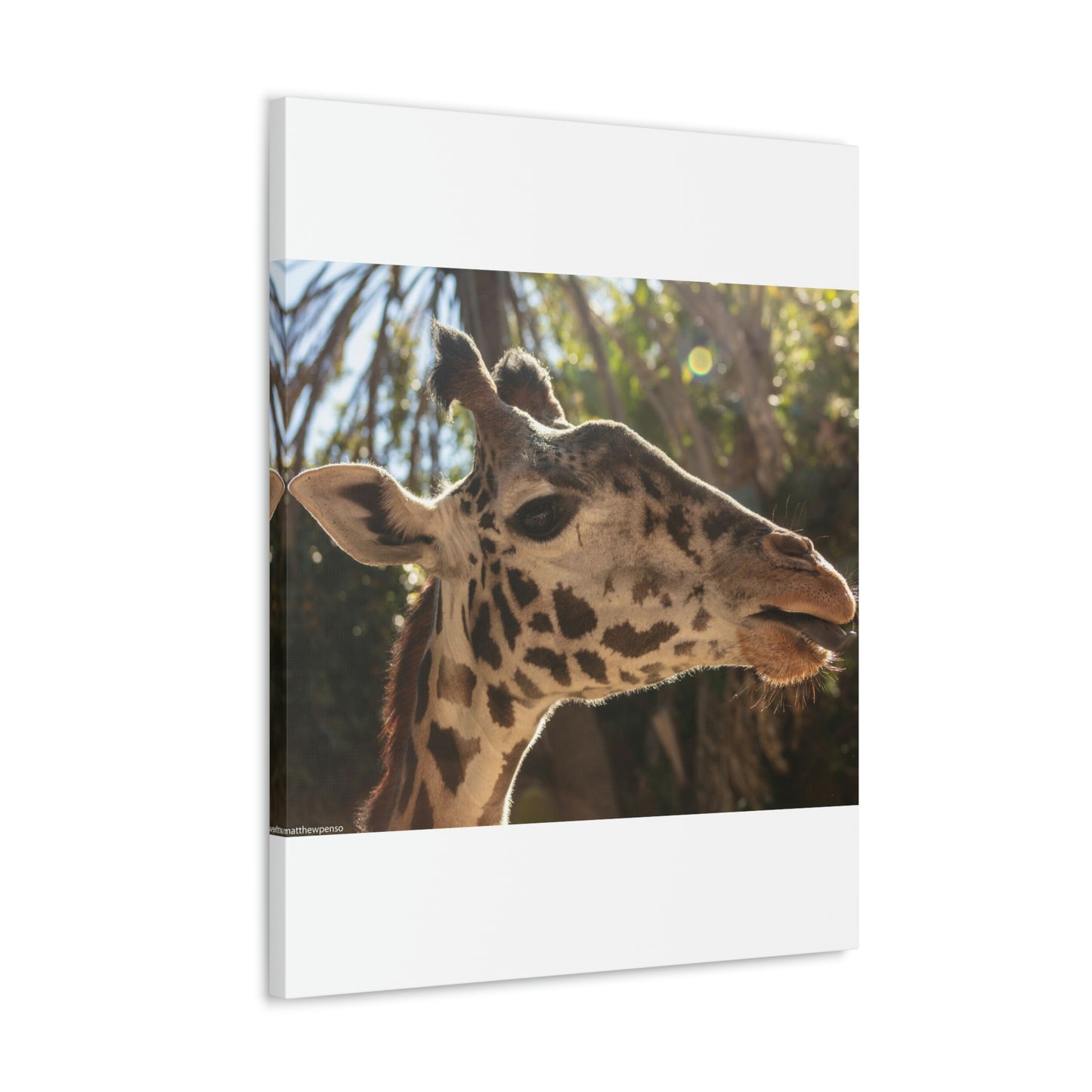 Smiling Giraffe Canvas