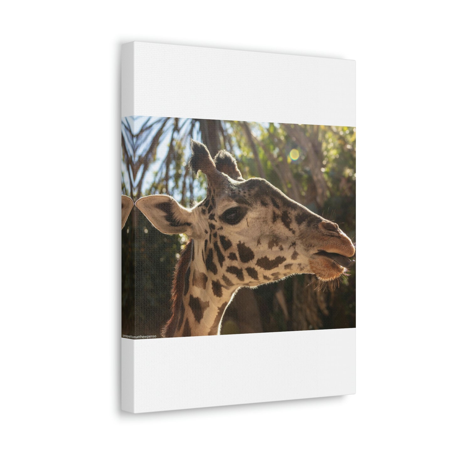 Smiling Giraffe Canvas