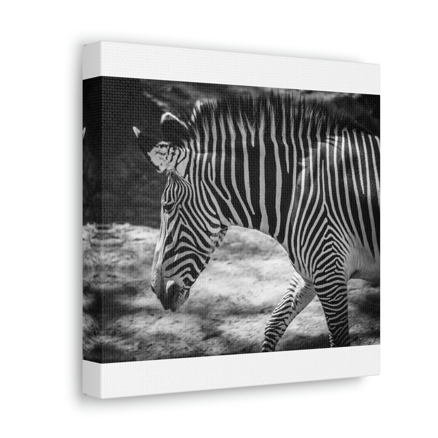 Zebra Bowing Canvas