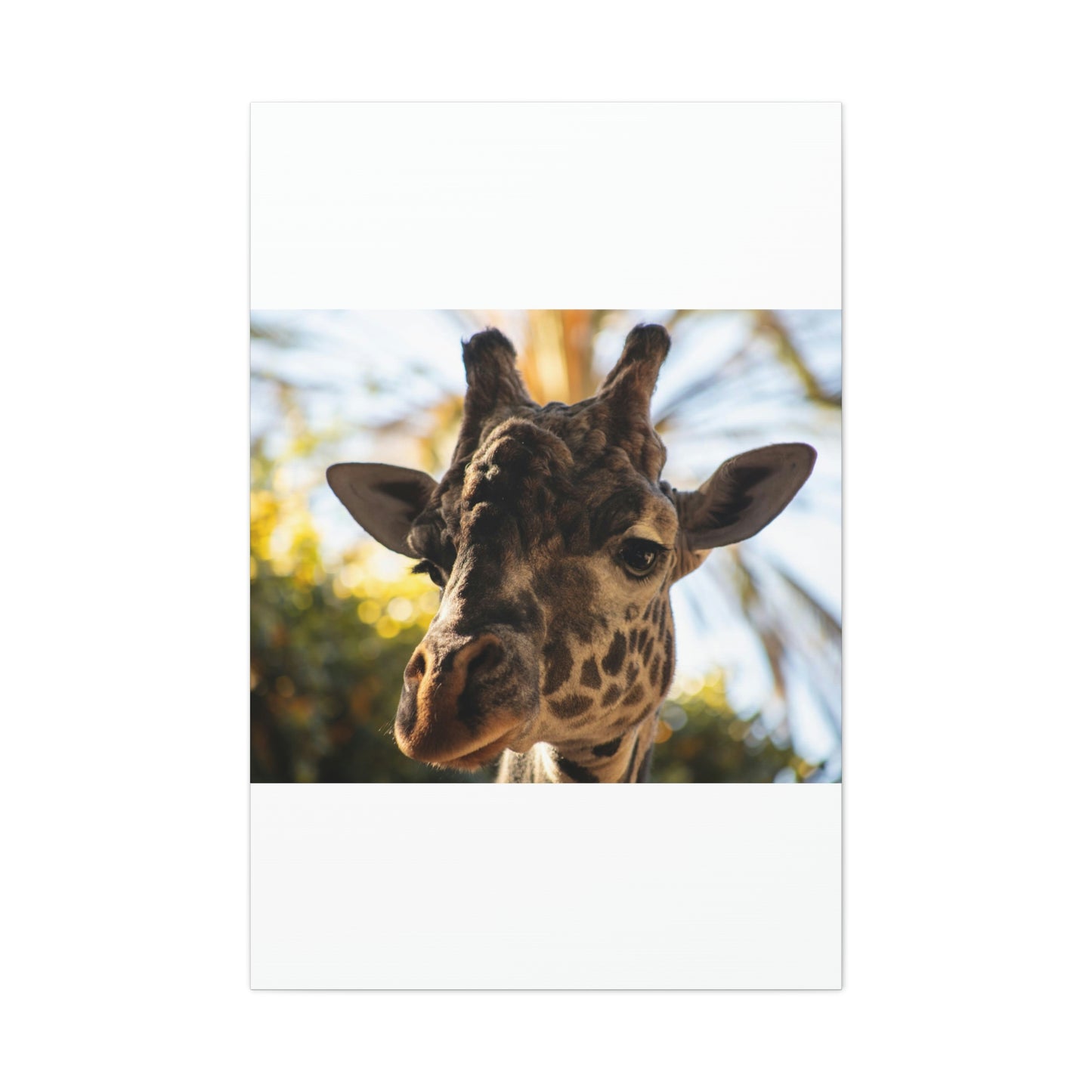 The Giraffe Says Hello Canvas