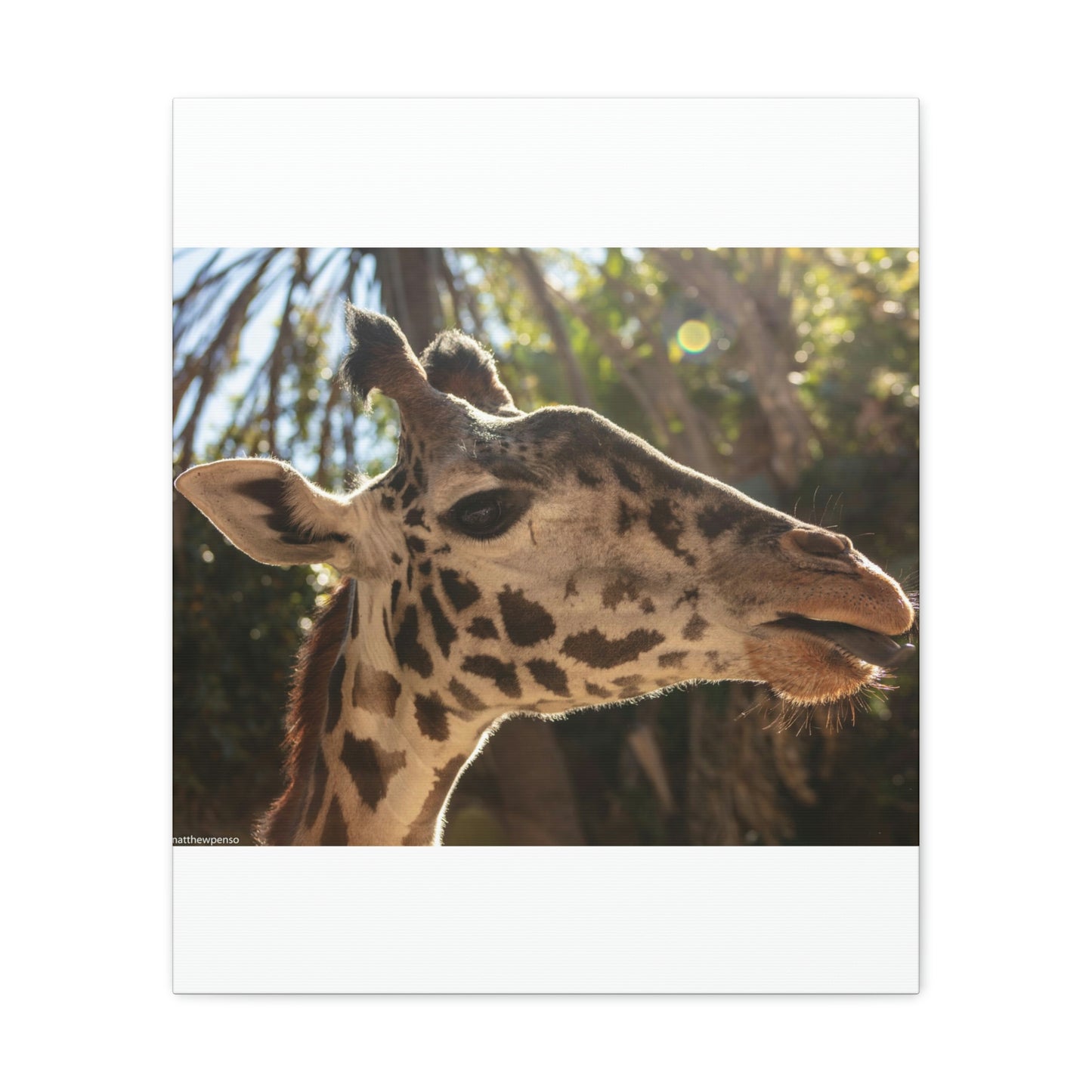 Smiling Giraffe Canvas