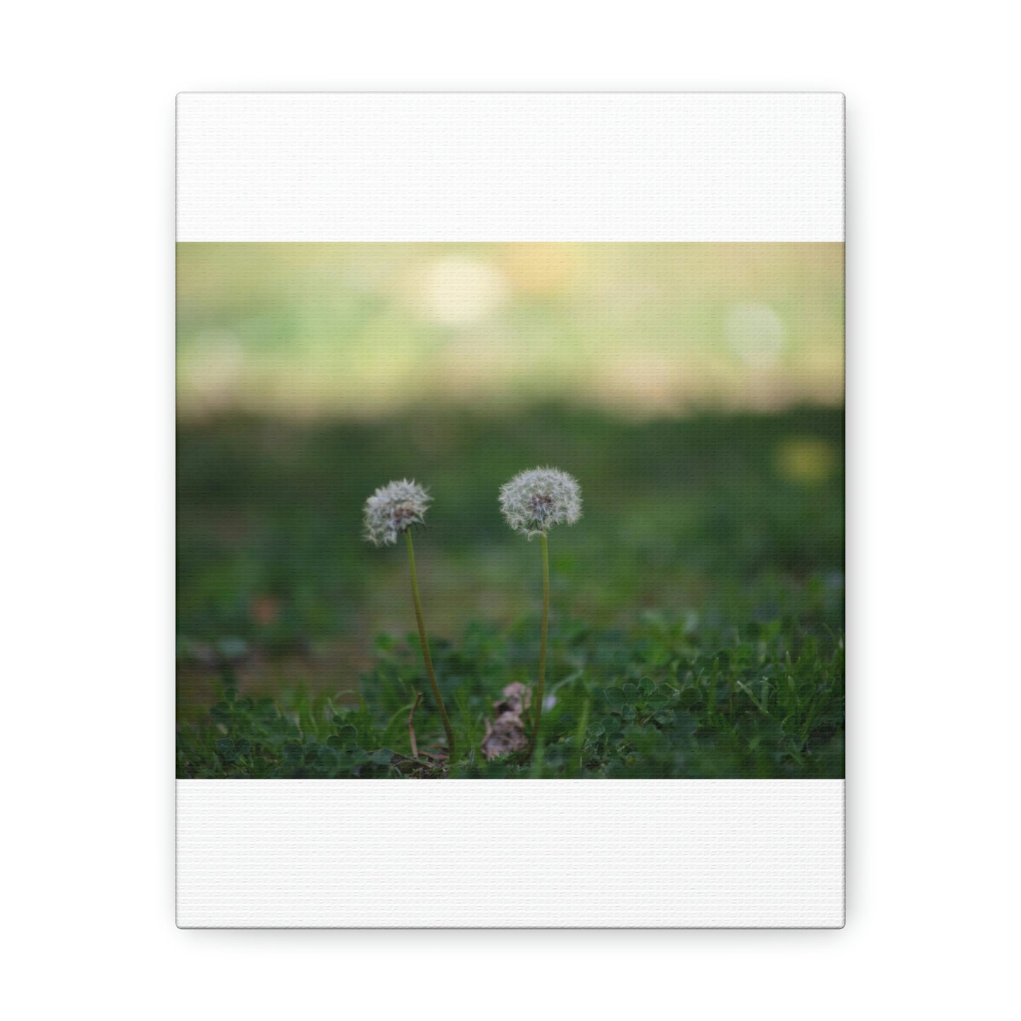 Dandelions Opposing Part 2 Canvas