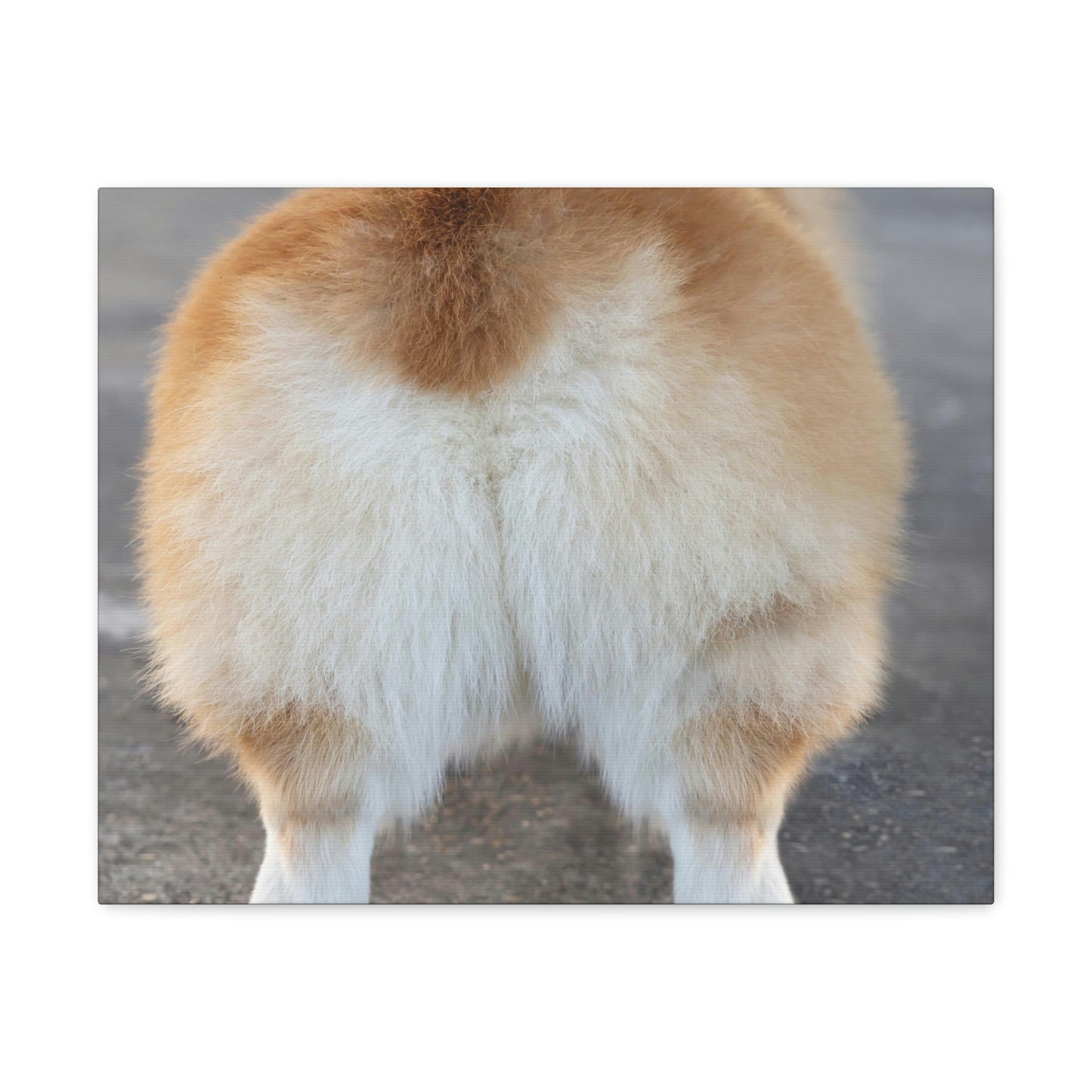 Corgi Butt Canvas