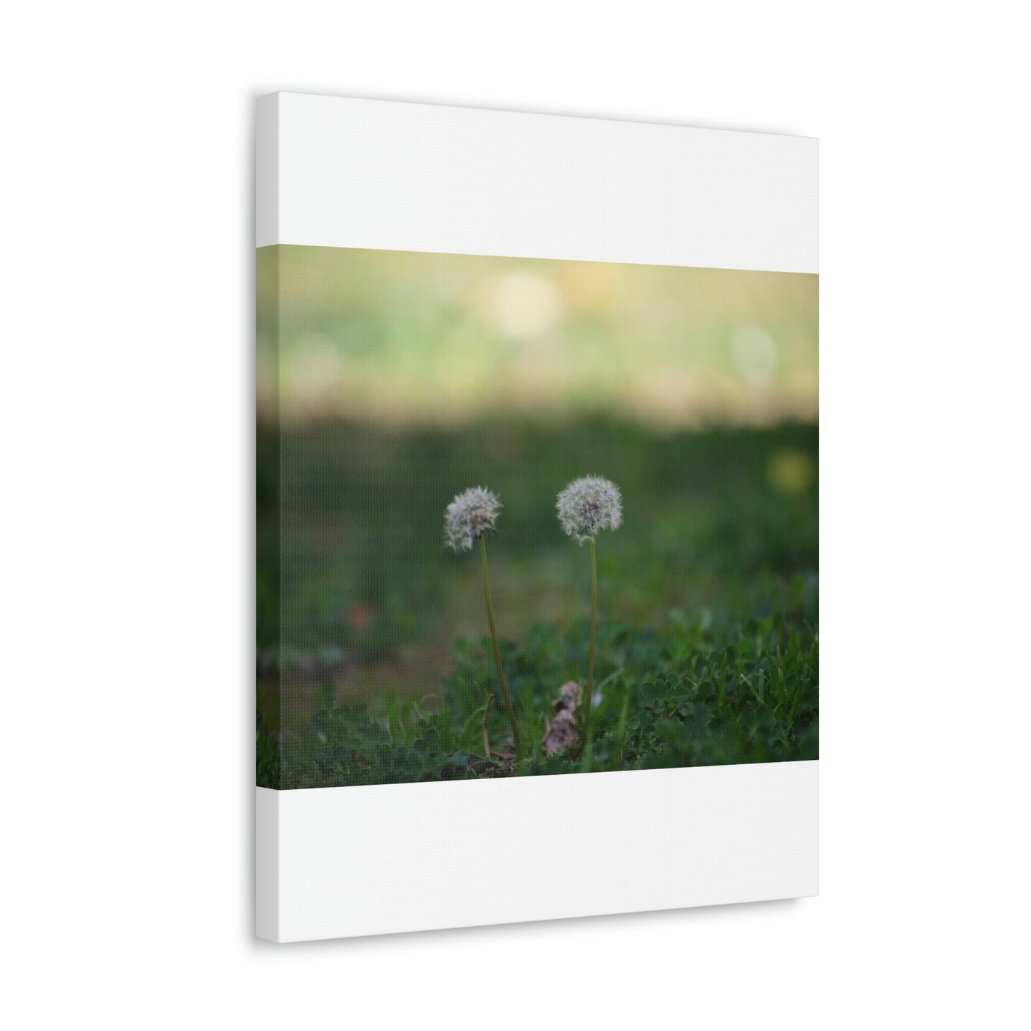 Dandelions Opposing Part 2 Canvas