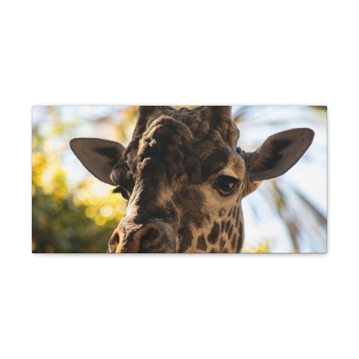 The Giraffe Says Hello Canvas