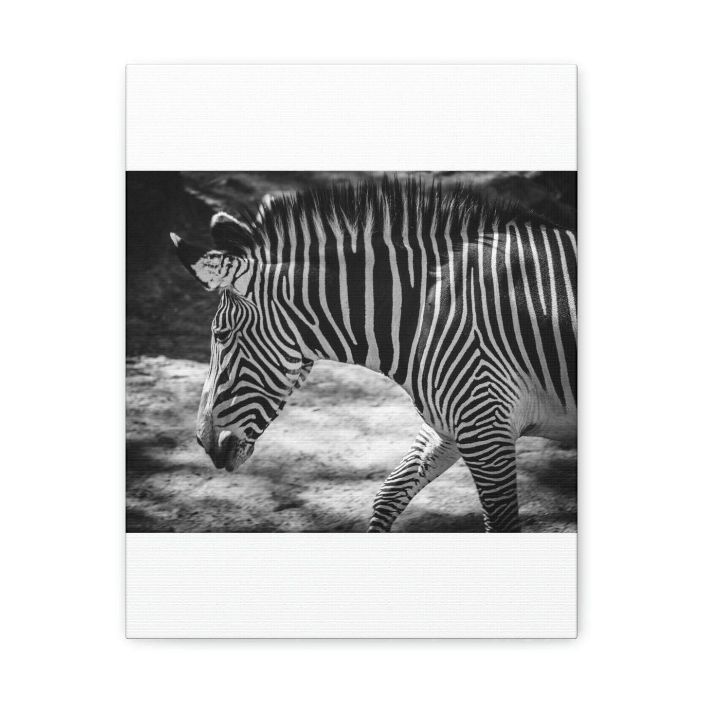 Zebra Bowing Canvas