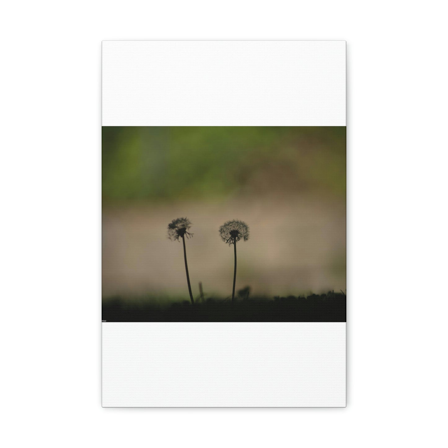 Dandelions Opposing Part 1 Canvas