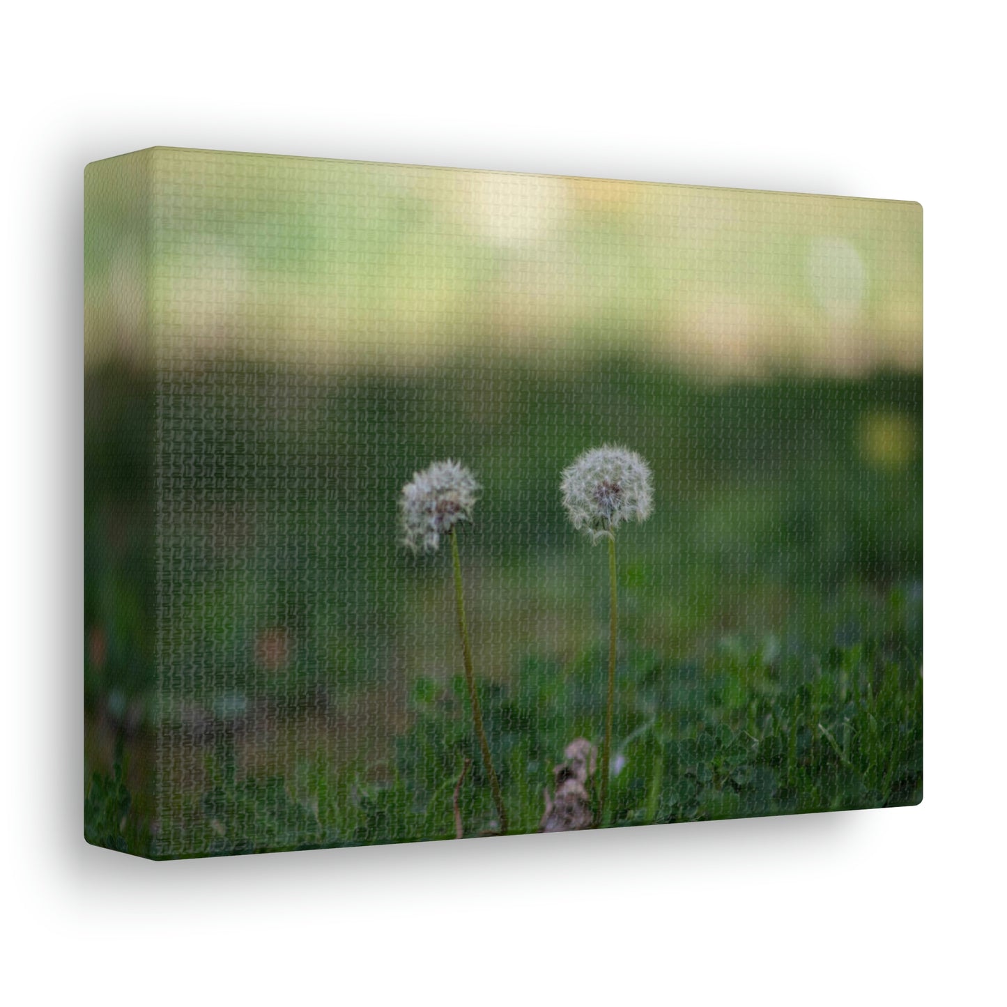 Dandelions Opposing Part 2 Canvas