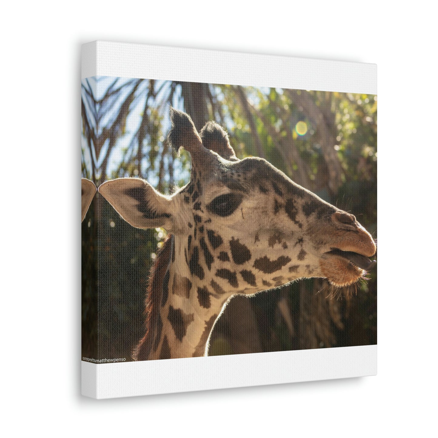 Smiling Giraffe Canvas