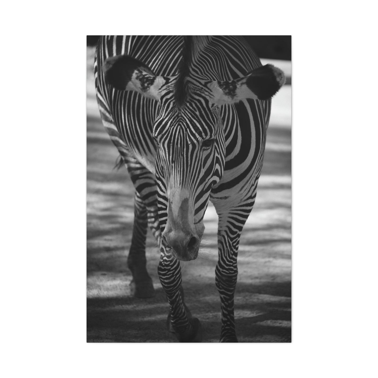 Zebra Walking Canvas