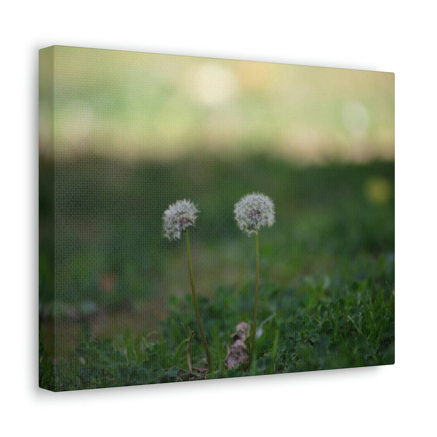 Dandelions Opposing Part 2 Canvas