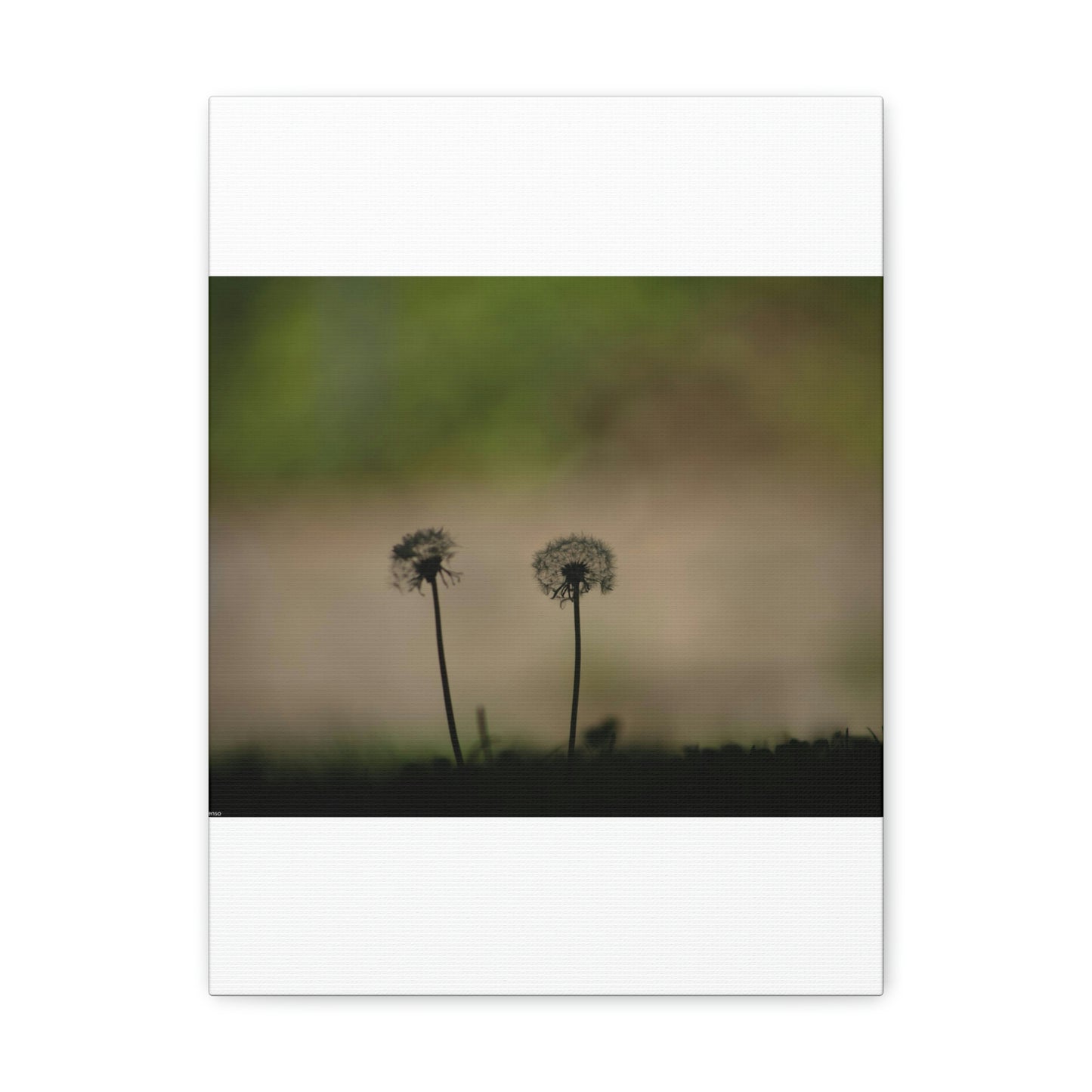 Dandelions Opposing Part 1 Canvas