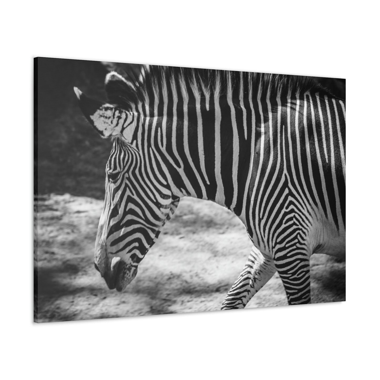 Zebra Bowing Canvas