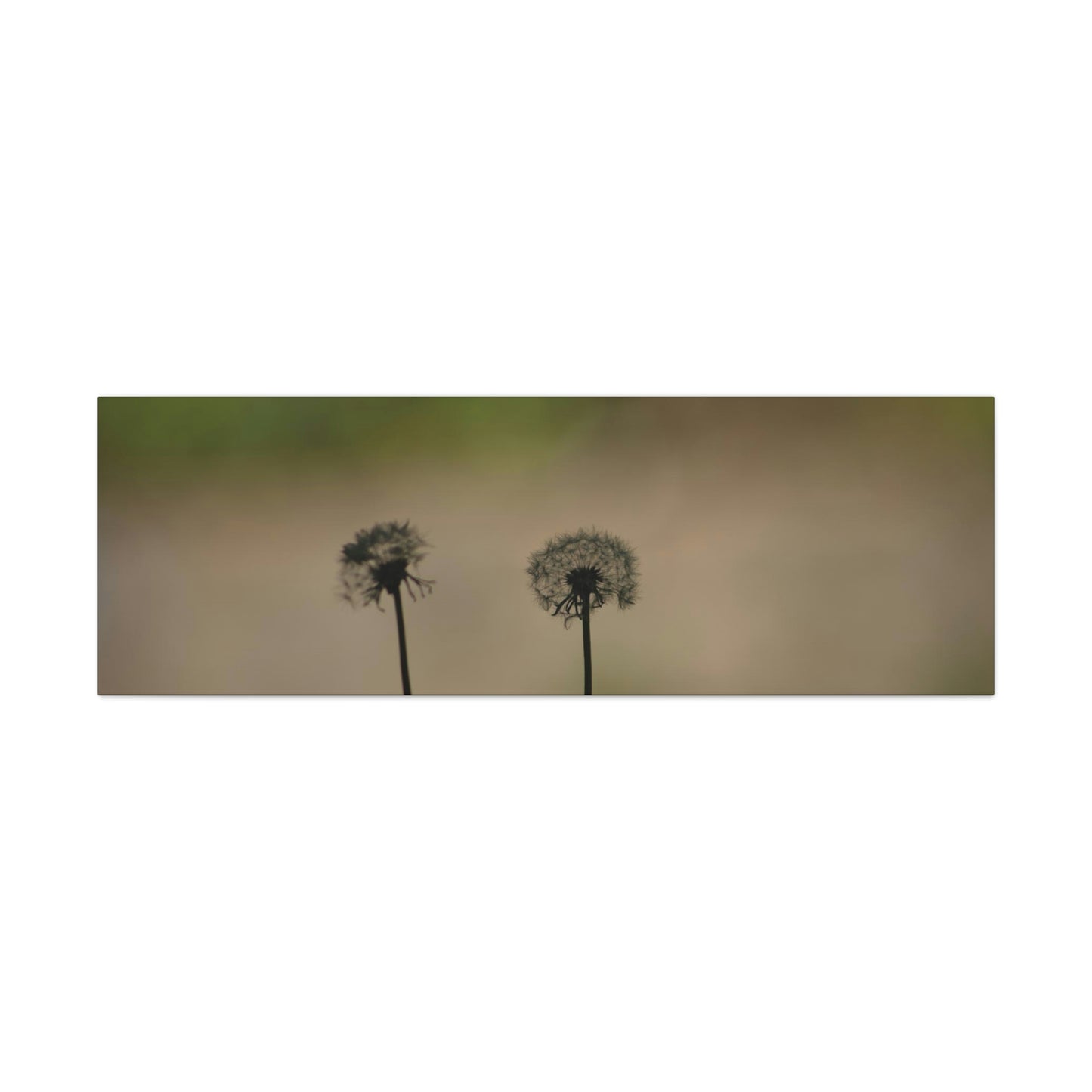 Dandelions Opposing Part 1 Canvas