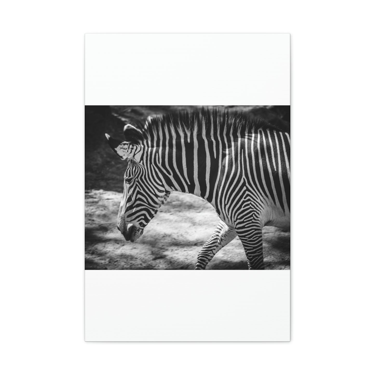 Zebra Bowing Canvas