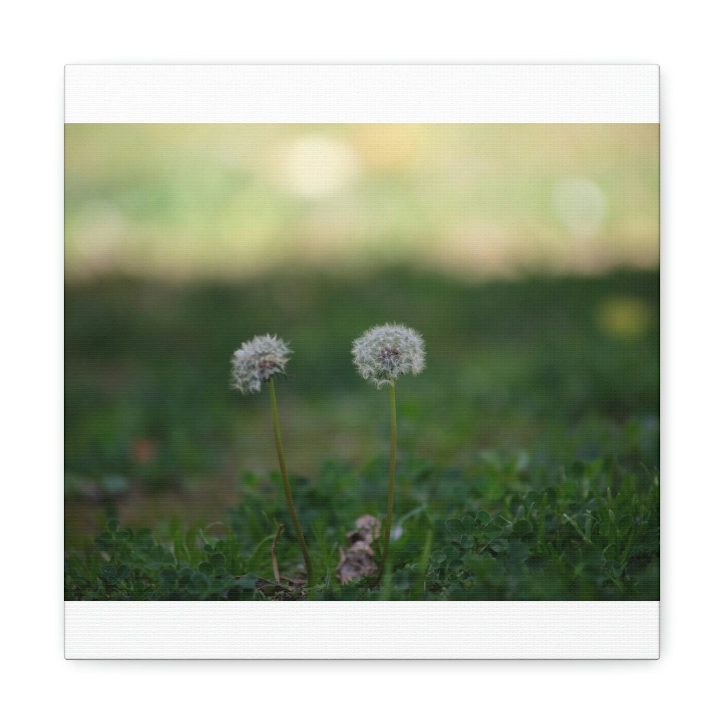 Dandelions Opposing Part 2 Canvas