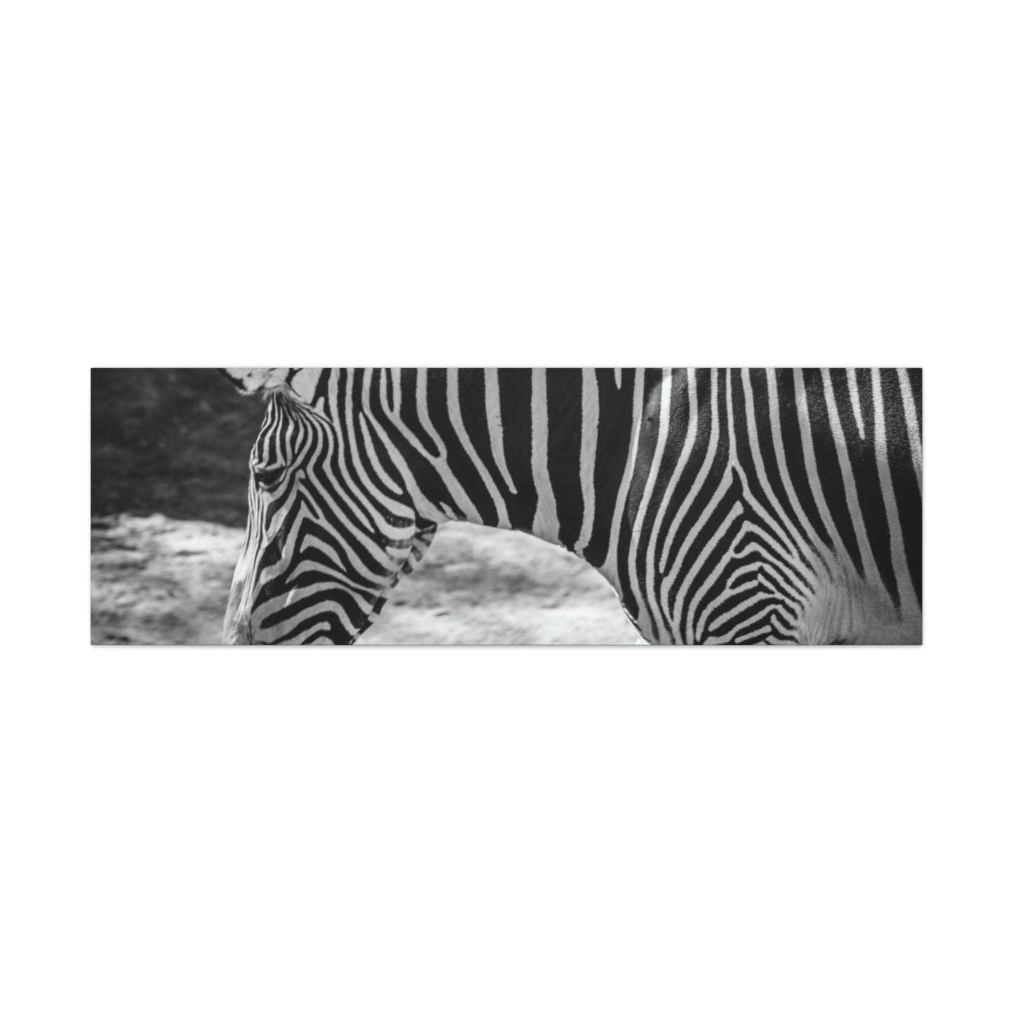 Zebra Bowing Canvas